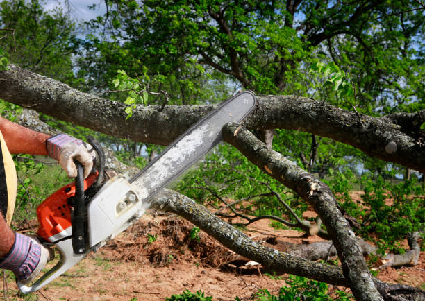 How Our Tree Care Process Works  in  San Diego, TX